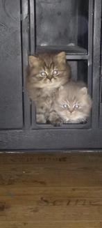 Britse korthaar kittens, Dieren en Toebehoren, Katten en Kittens | Raskatten | Korthaar, Meerdere dieren, Met stamboom