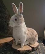 Opgezet prachtig konijntje, Ophalen of Verzenden, Nieuw, Boerderijdier, Opgezet dier