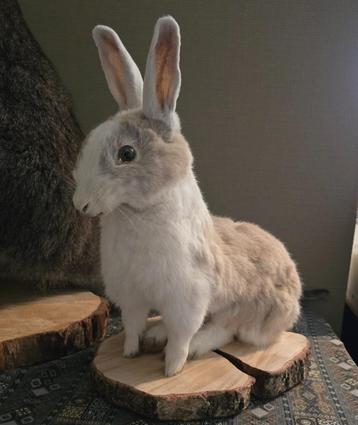 Opgezet prachtig konijntje beschikbaar voor biedingen