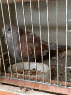 Lachduiven met kooi, Dieren en Toebehoren, Vogels | Overige Vogels, Meerdere dieren