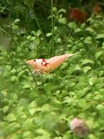 Crystalred garnalen ssss++, Dieren en Toebehoren, Vissen | Aquariumvissen, Kreeft, Krab of Garnaal