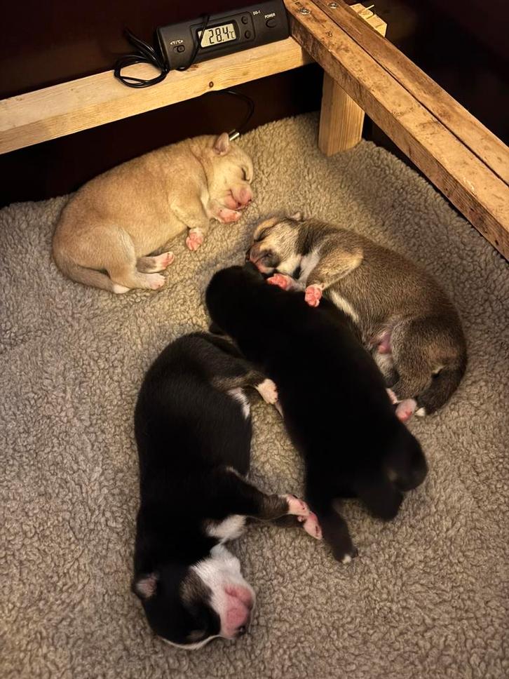 Zeer mooie pomsky pups! geboren 10 nov 3 reu 💙beschikbaar!, Dieren en Toebehoren, Honden | Poolhonden, Keeshonden en Oertypen