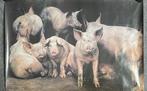 Poster varkens, Huis en Inrichting, Woonaccessoires | Schilderijen, Tekeningen en Foto's, Foto of Poster, 75 tot 100 cm, Zo goed als nieuw