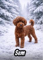 dwergpoedel dekreutjes echt donker rood  met fci stamboom, Particulier, Reu, 1 tot 2 jaar, Buitenland