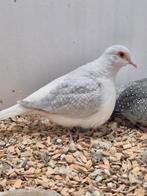 Koppel diamantduiven pastel bruin witstuit, Meerdere dieren, Tropenvogel, Geringd