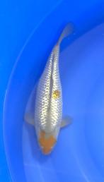 Ginrin Ochiba, Dieren en Toebehoren, Vissen | Vijvervissen, Karper of Koi