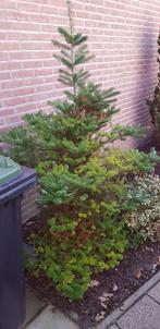 Mooie kerstboom ( nordman 160 hoog, Tuin en Terras, Bloeit niet, Overige soorten, 100 tot 250 cm, Ophalen