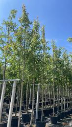 Acer autumn blaze esdoorn bomen in pot, Ophalen of Verzenden, In pot, Overige soorten