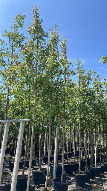 Acer autumn blaze esdoorn bomen in pot beschikbaar voor biedingen
