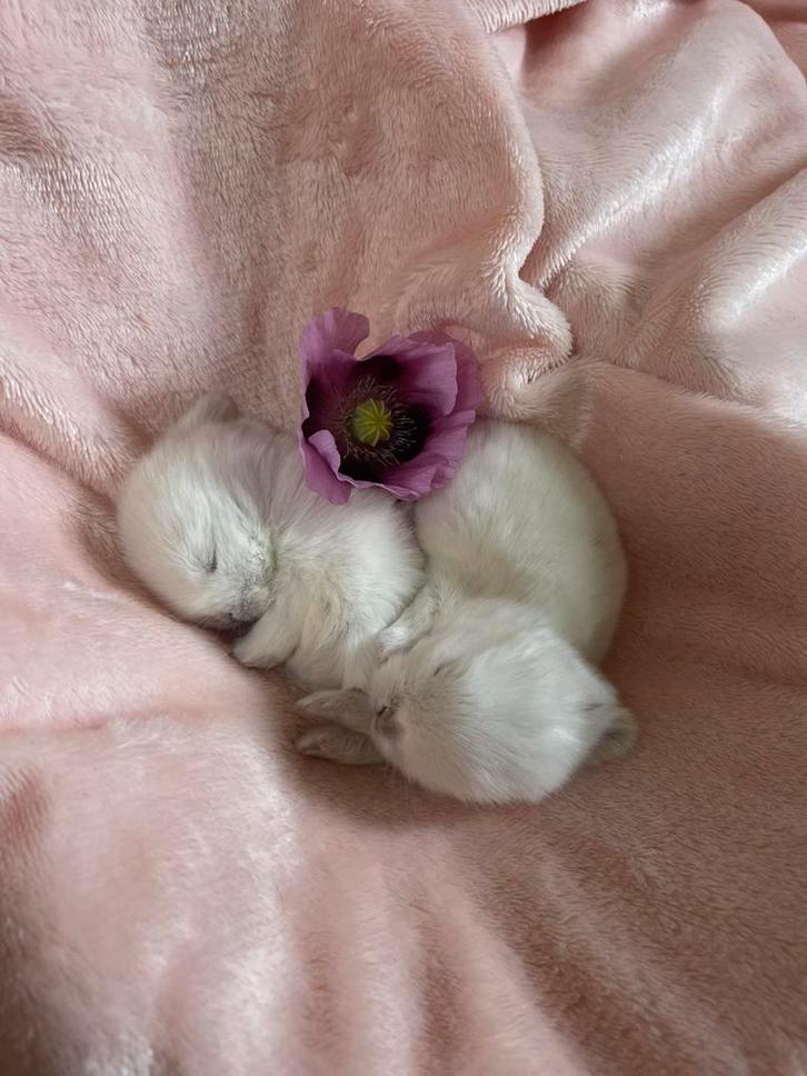 Minilop rammetje beschikbaar, Dieren en Toebehoren, Konijnen, Dwerg, Mannelijk, 0 tot 2 jaar, Hangoor