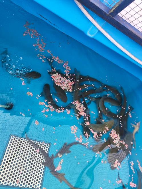 Graskarper 30-40 cm desgewenst bezorgd aan huis, Dieren en Toebehoren, Vissen | Vijvervissen, Karper of Koi