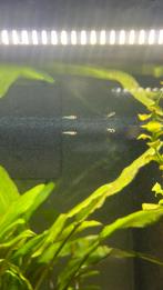 Baby guppen, gratis, Dieren en Toebehoren, Vissen | Aquariumvissen, Vis, Zoetwatervis