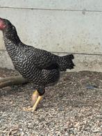 Gratis, Dieren en Toebehoren, Pluimvee, Mannelijk, Kip