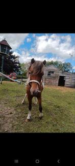 6 jarige merrie nmprs, Dieren en Toebehoren, Paarden, Merrie, Met stamboom, Minder dan 160 cm, 3 tot 6 jaar
