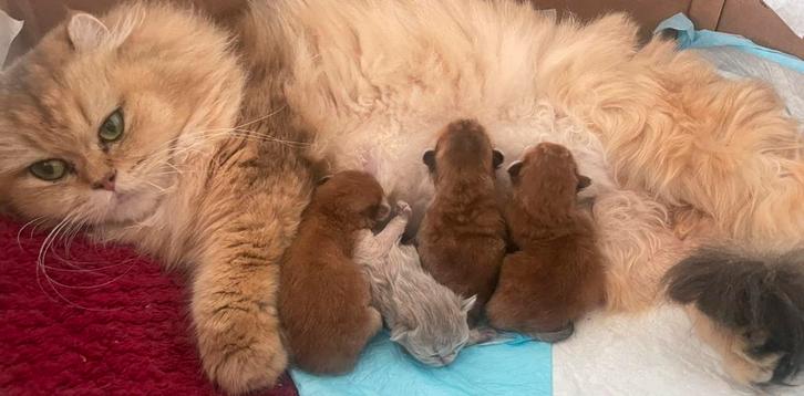 Britse korthaar, Dieren en Toebehoren, Katten en Kittens | Raskatten | Korthaar