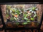 Paludarium met d. auratus en meer, Ophalen, Gebruikt, Terrarium of Paludarium