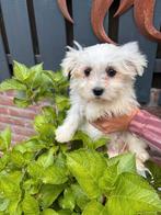 Boomer pup teefje, 8 tot 15 weken, Teef, Eén hond, Klein