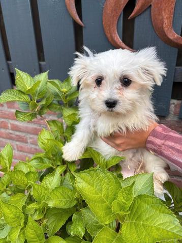 Boomer pup teefje  beschikbaar voor biedingen
