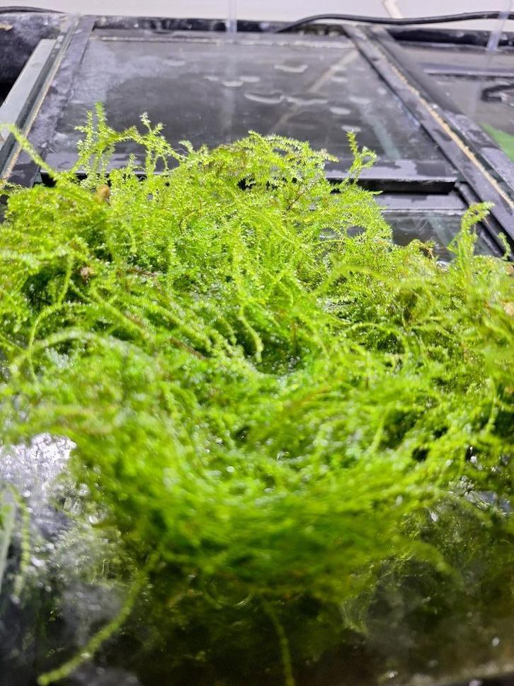 Prachtig java mos, Dieren en Toebehoren, Vissen | Aquaria en Toebehoren, Plant(en), Steen of Hout, Ophalen