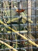 Man kanaries te koop, Dieren en Toebehoren, Vogels | Overige Vogels, Mannelijk