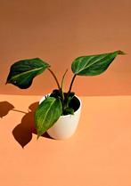 Philodendron gloriosum - babyplant, Ophalen of Verzenden, Overige soorten, Minder dan 100 cm