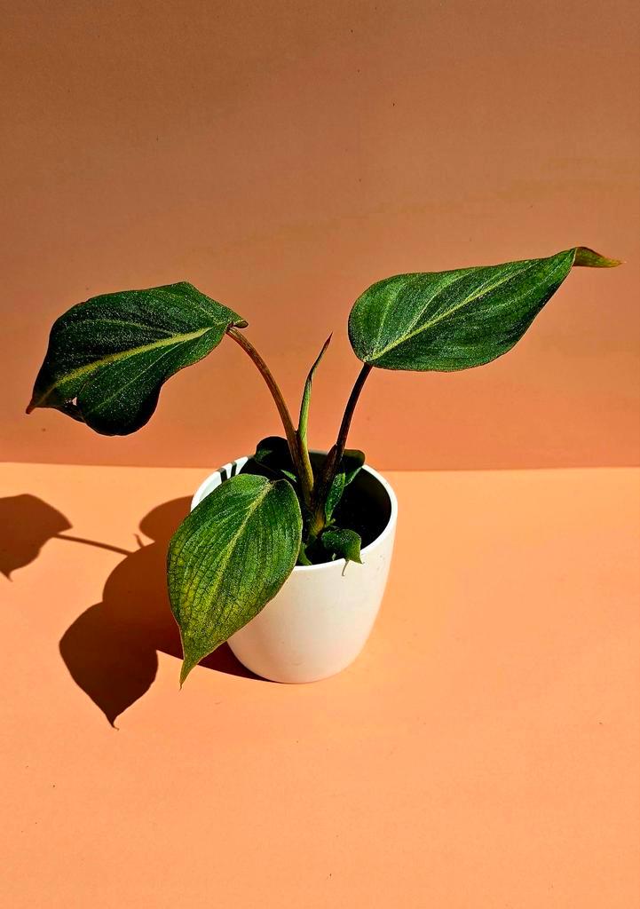 Philodendron gloriosum - babyplant, Huis en Inrichting, Kamerplanten, Overige soorten, Minder dan 100 cm, Ophalen of Verzenden