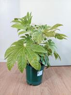 Fatsia Japonica 'Spiders Web' - Vingerplant H: 63 cm., Huis en Inrichting, Ophalen, Overige soorten, Halfschaduw, Minder dan 100 cm