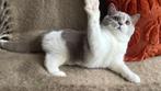 Zoey - British Shorthair kitten, lilac & white, poes, TICA, Dieren en Toebehoren, Katten en Kittens | Raskatten | Korthaar, Poes