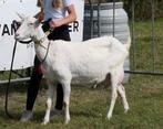 Witte stamboek geit, Sjoukje 85. CL Cae vrij, Qkoorts ingeën, Dieren en Toebehoren, Schapen, Geiten en Varkens, Vrouwelijk, Geit