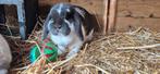 mooi Nhd koppel 🐰🐰, Dieren en Toebehoren, Konijnen, Meerdere dieren, Dwerg, Hangoor, 0 tot 2 jaar
