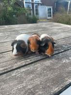 Jonge cavias, Dieren en Toebehoren, Cavia, Juni, Mannelijk, Tam
