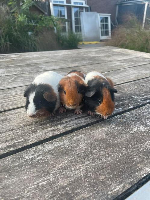 Jonge cavias, Dieren en Toebehoren, Knaagdieren, Mannelijk, Cavia, Juni, Tam