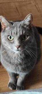 Adoptie, Dieren en Toebehoren, Kater