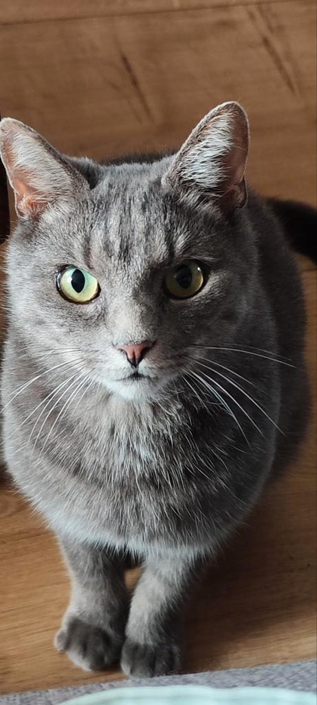 Adoptie, Dieren en Toebehoren, Katten en Kittens | Raskatten | Korthaar, Kater