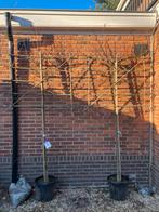 Zware Leilindes met 120cm stamhoogte in pot mt 16/18cm, Leiboom, Ophalen of Verzenden, 100 tot 250 cm, Volle zon