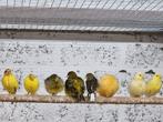 Kanaries mannen en poppen, Dieren en Toebehoren, Vogels | Kanaries, Meerdere dieren, Kleurkanarie