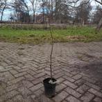 Ciderappel Tom Putt, Minder dan 100 cm, Lente, In pot, Ophalen of Verzenden