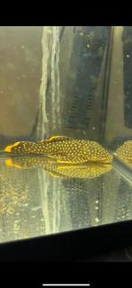 L177 xl, Dieren en Toebehoren, Vissen | Aquariumvissen, Vis