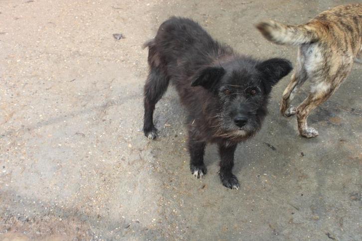 Leuke Poppy ter Adoptie, Dieren en Toebehoren, Honden | Niet-rashonden, Groot, Teef, Particulier, Eén hond, Buitenland, 3 tot 5 jaar