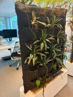 Plantenmuur, Ophalen, Halfschaduw, Minder dan 100 cm