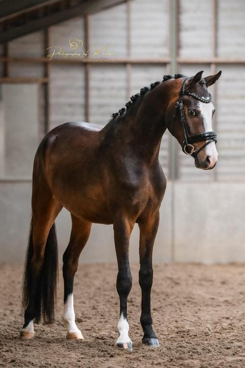 Super knappe sportpony, Dieren en Toebehoren, Pony's, Ruin, B, D pony (1.37m tot 1.48m), Dressuurpony, 3 tot 6 jaar, Met stamboom