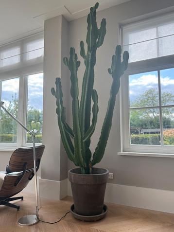 Cactus groot, handgemaakte Italiaanse pot, H252 cm beschikbaar voor biedingen