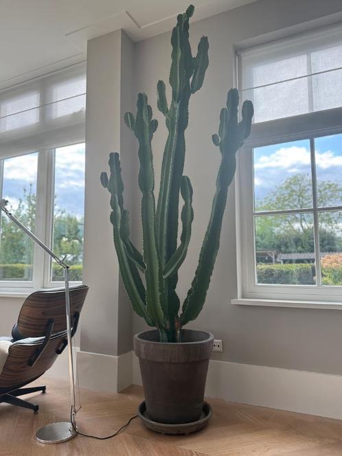 Cactus groot, handgemaakte Italiaanse pot, H252 cm, Huis en Inrichting, Kamerplanten, Cactus, 200 cm of meer, Volle zon, Ophalen