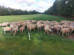 Fokooien  ooien zwoegervrij, Dieren en Toebehoren, Schapen, Geiten en Varkens, Vrouwelijk, Schaap