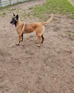 Mechelse herder, België, Particulier, Rabiës (hondsdolheid), 15 weken tot 1 jaar