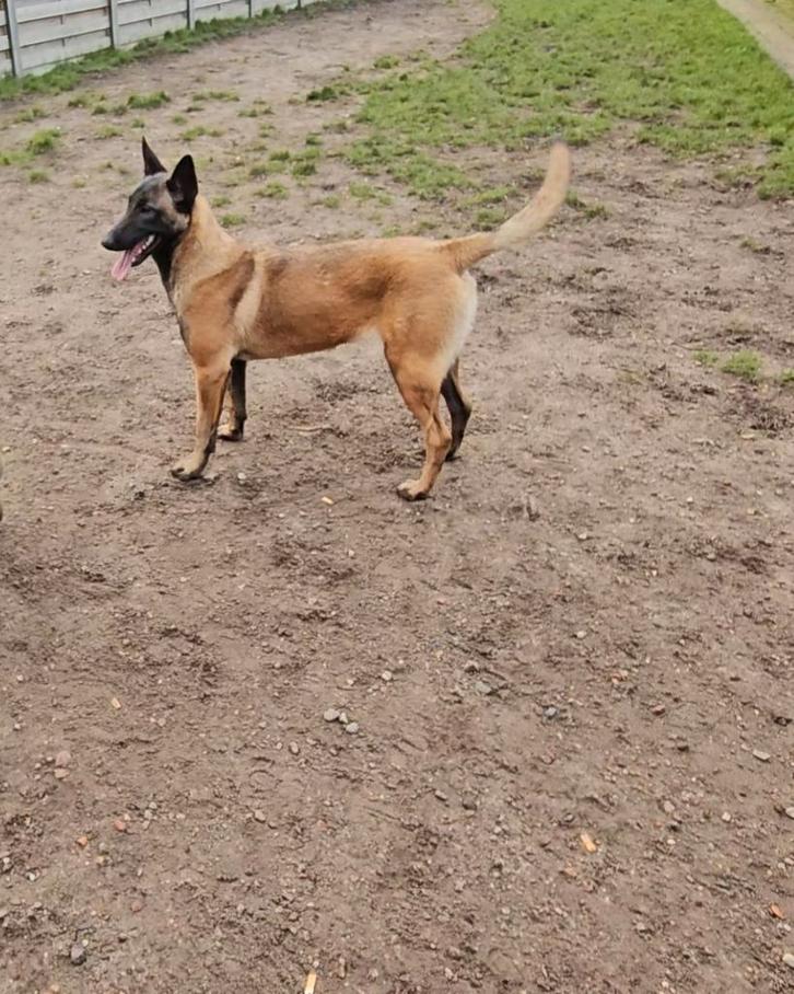 Mechelse herder, Dieren en Toebehoren, Honden | Herdershonden en Veedrijvers, Teef, Herder, Particulier, Eén hond, België, 15 weken tot 1 jaar