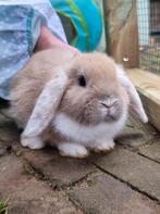 Jonge Nederlandse Hangoordwerg konijntjes, Dieren en Toebehoren, Meerdere dieren, Dwerg