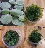 Combi aanbieding aquarium plantjes 4 bakjes 10 euro!, Dieren en Toebehoren, Vissen | Aquaria en Toebehoren, Ophalen of Verzenden