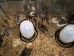 Gemixte Japanse Kwartel Kuikens, Dieren en Toebehoren, Geslacht onbekend, Overige soorten