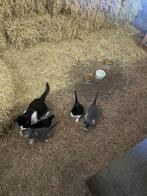 Kittens, Meerdere dieren